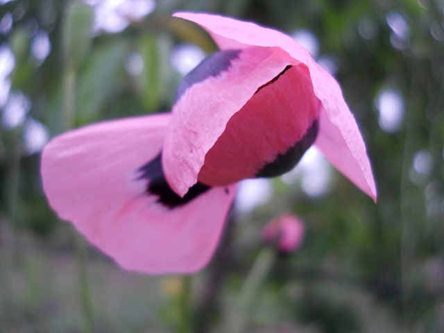 Name:  DSCN6169.JPG
Views: 775
Size:  64.6 KB