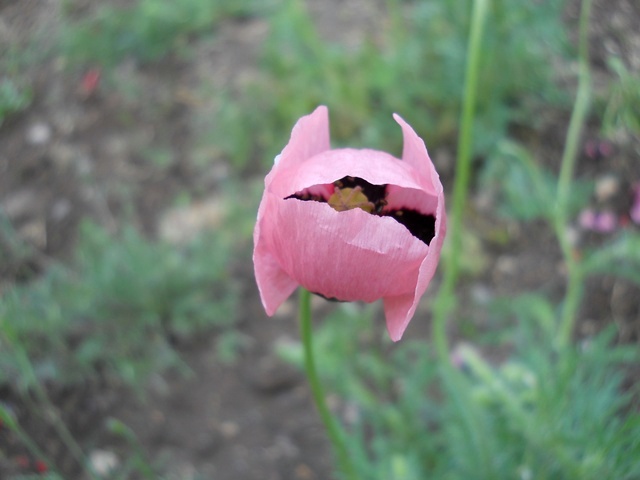 Name:  DSCN6180.JPG
Views: 757
Size:  67.1 KB
