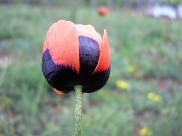Name:  DSCN6201.JPG
Views: 778
Size:  66.5 KB