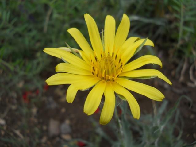 Name:  DSCN6185.jpg
Views: 772
Size:  31.1 KB