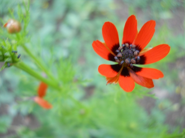 Name:  DSCN6197.JPG
Views: 778
Size:  66.4 KB