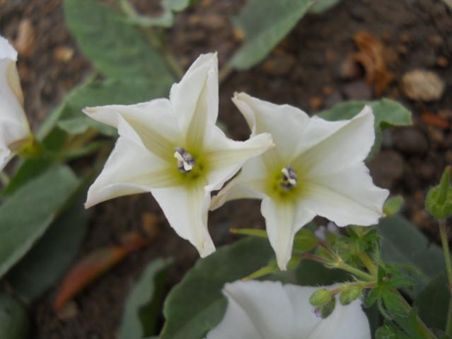 Name:  DSCN6219.jpg
Views: 783
Size:  27.9 KB