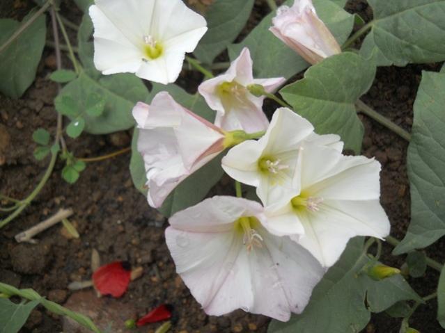 Name:  DSCN6221.jpg
Views: 779
Size:  39.1 KB