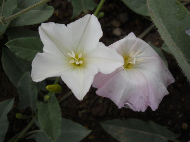 Name:  DSCN6218.jpg
Views: 748
Size:  25.9 KB
