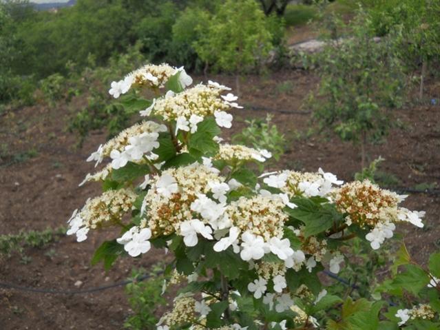 Name:  DSCN6229.jpg
Views: 1915
Size:  59.0 KB