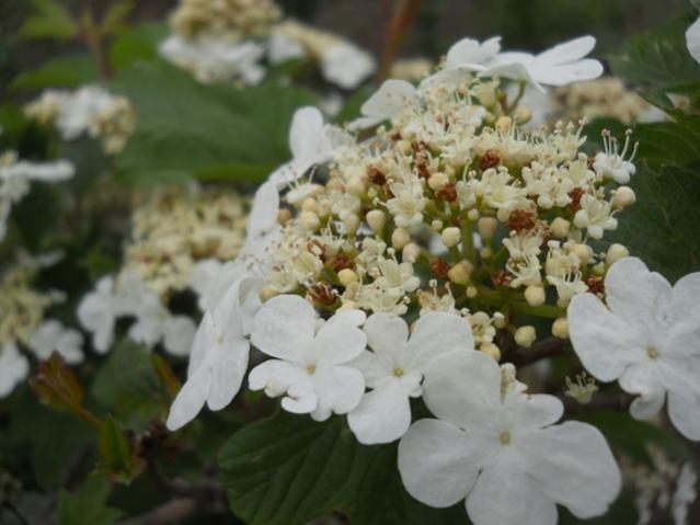 Name:  DSCN6230.jpg
Views: 1882
Size:  37.3 KB