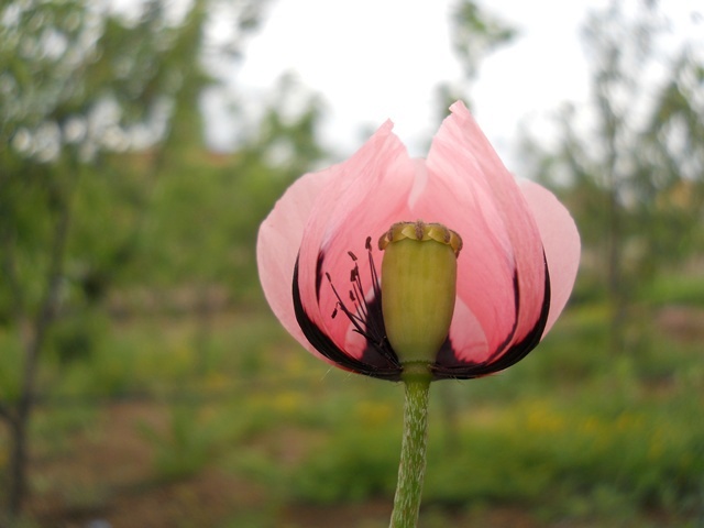 Name:  DSCN6232.JPG
Views: 786
Size:  66.5 KB