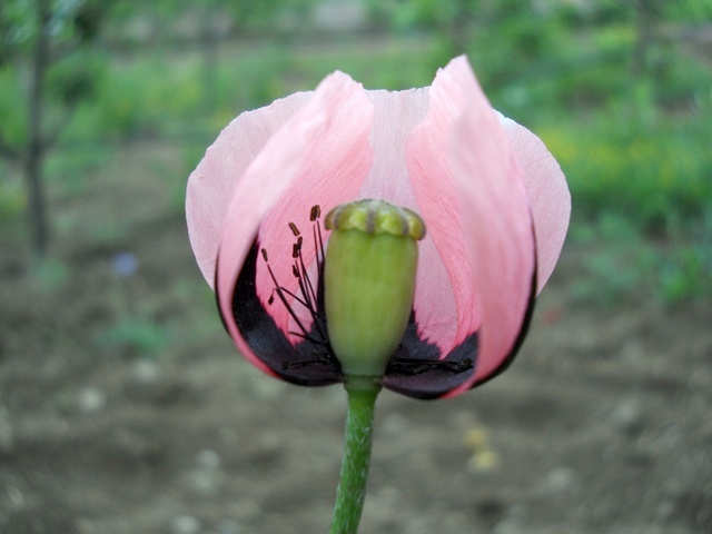 Name:  DSCN6234.JPG
Views: 760
Size:  69.1 KB