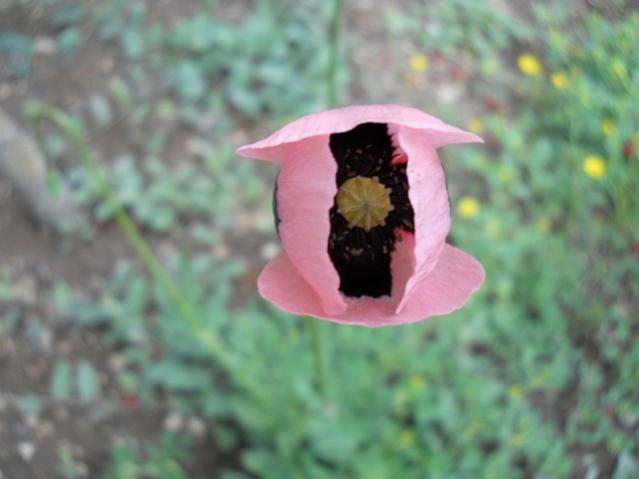 Name:  DSCN6240.jpg
Views: 756
Size:  29.5 KB