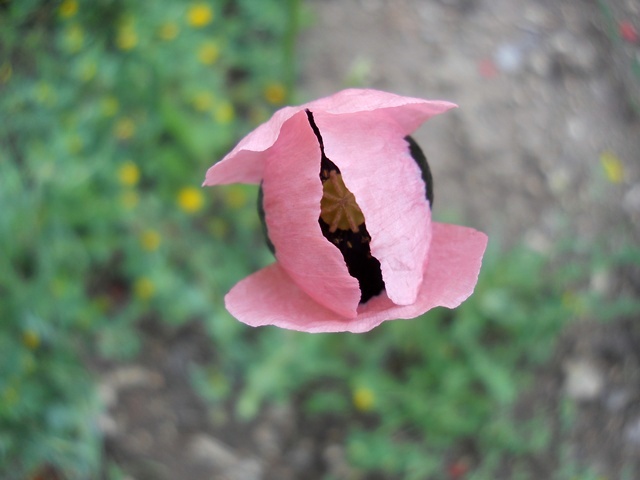 Name:  DSCN6241.JPG
Views: 741
Size:  68.3 KB