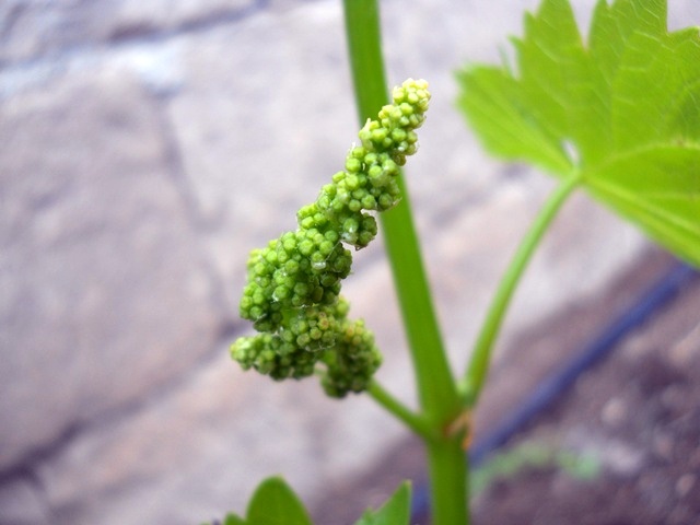 Name:  DSCN6235.JPG
Views: 787
Size:  66.9 KB