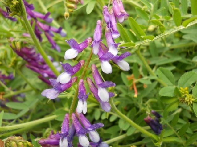 Name:  DSCN6244.jpg
Views: 746
Size:  49.1 KB