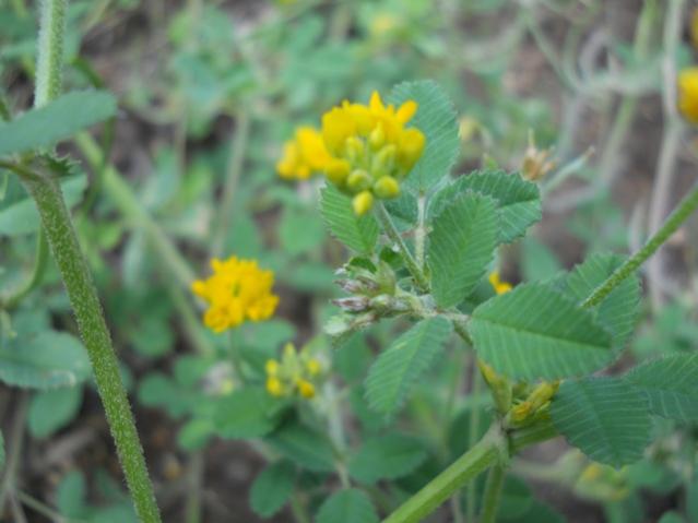 Name:  DSCN6238.jpg
Views: 742
Size:  32.8 KB