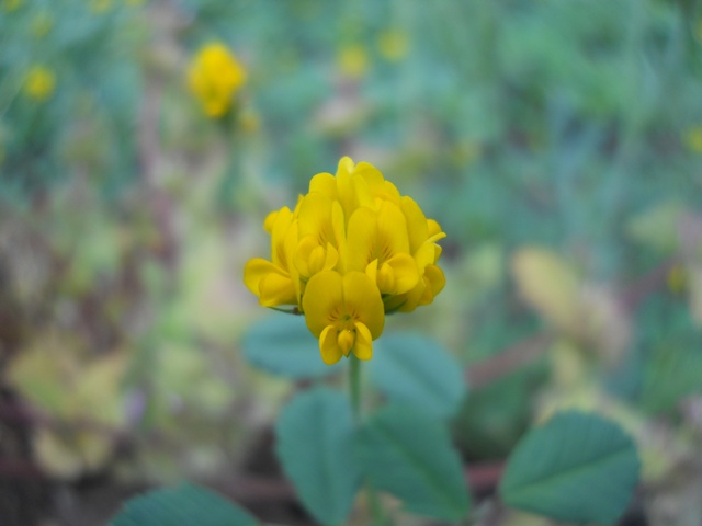 Name:  DSCN6239.JPG
Views: 722
Size:  58.0 KB