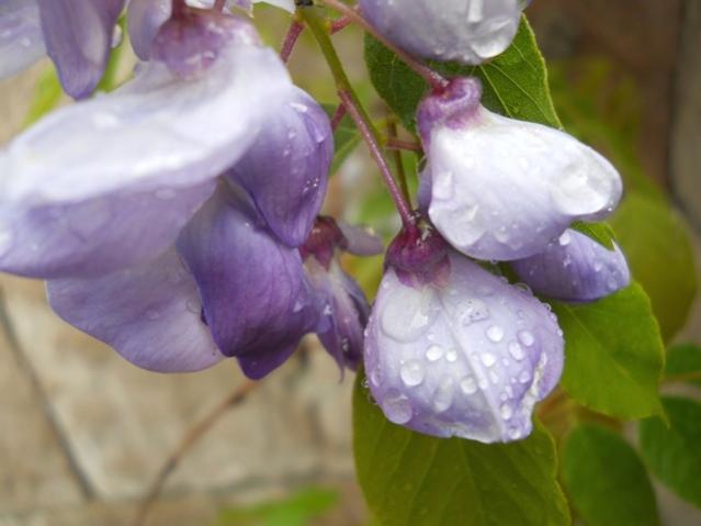 Name:  DSCN6260.jpg
Views: 779
Size:  30.6 KB