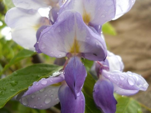 Name:  DSCN6263.jpg
Views: 755
Size:  29.3 KB