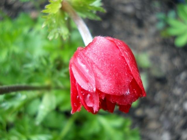 Name:  DSCN6269.jpg
Views: 767
Size:  32.7 KB