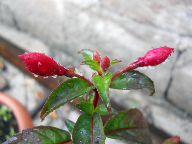 Name:  DSCN6271.jpg
Views: 753
Size:  33.5 KB