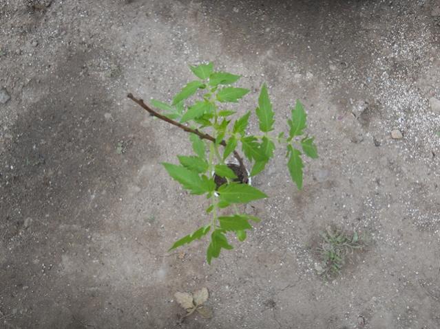 Name:  DSCN6300.jpg
Views: 631
Size:  57.1 KB