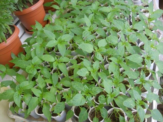 Name:  DSCN6290.jpg
Views: 684
Size:  61.2 KB
