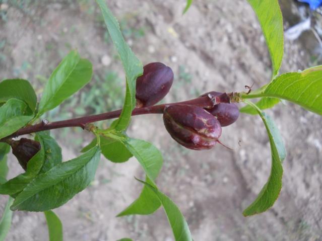 Name:  DSCN6318.jpg
Views: 582
Size:  36.6 KB