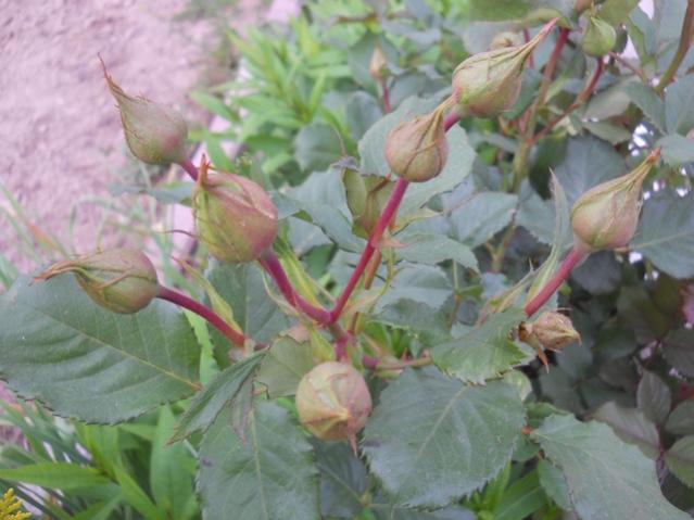 Name:  DSCN6329.jpg
Views: 601
Size:  42.7 KB