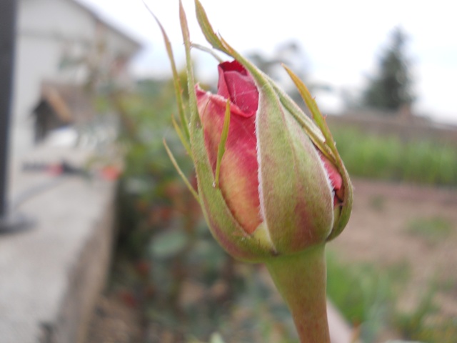 Name:  DSCN6336.JPG
Views: 598
Size:  63.7 KB