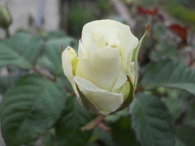 Name:  DSCN6337.JPG
Views: 600
Size:  61.2 KB