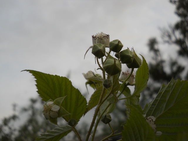 Name:  DSCN6346.JPG
Views: 602
Size:  69.4 KB
