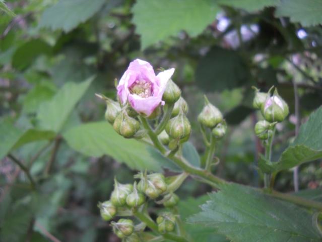 Name:  DSCN6357.jpg
Views: 582
Size:  31.1 KB