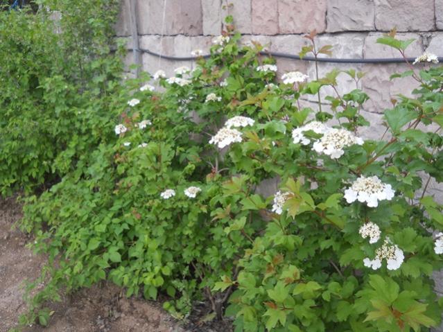 Name:  DSCN6359.jpg
Views: 579
Size:  65.1 KB