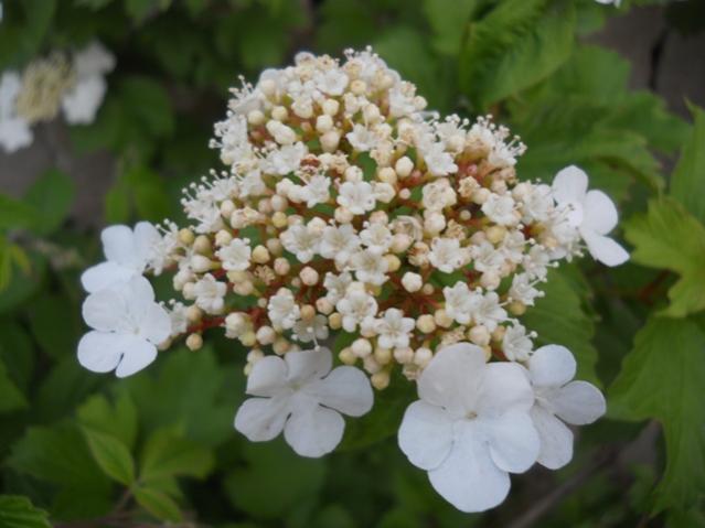 Name:  DSCN6351.jpg
Views: 566
Size:  36.6 KB