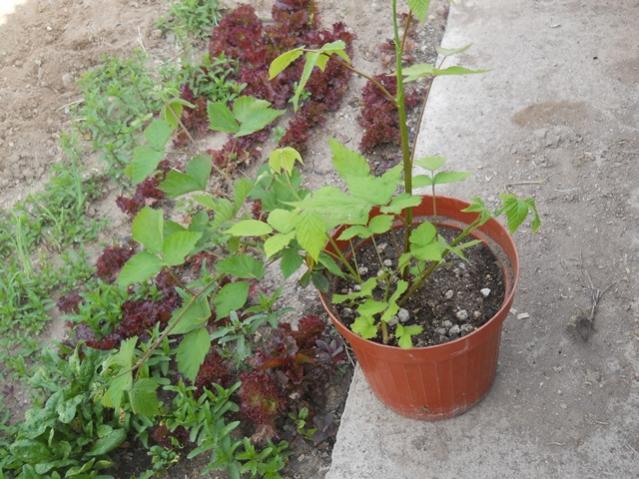 Name:  DSCN6395.jpg
Views: 577
Size:  62.2 KB