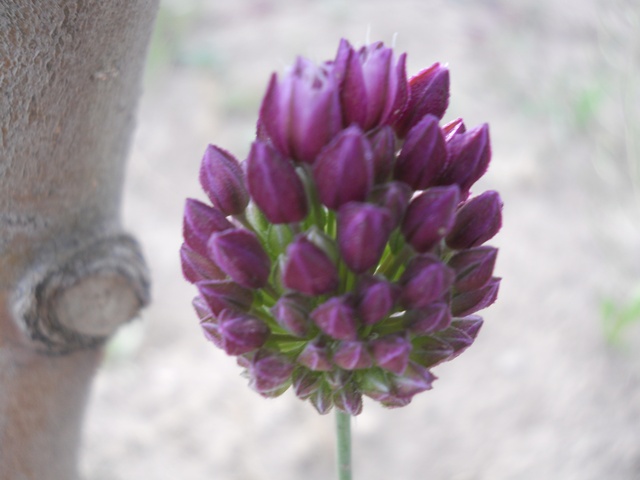 Name:  DSCN6366.JPG
Views: 1144
Size:  68.7 KB