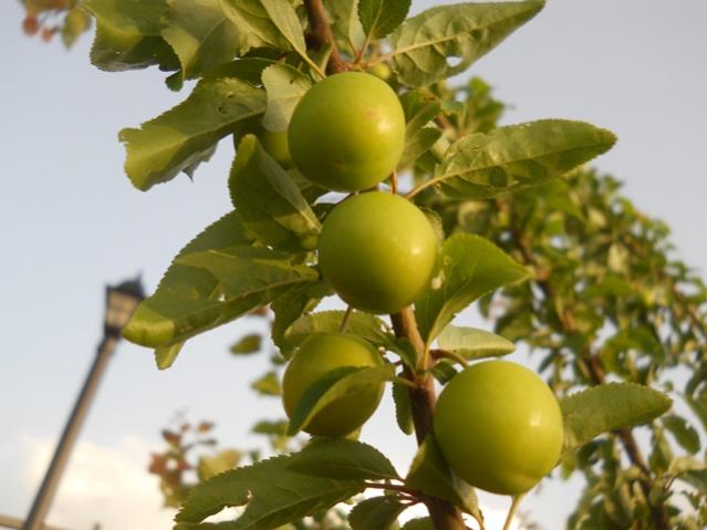 Name:  DSCN6384.jpg
Views: 961
Size:  37.8 KB