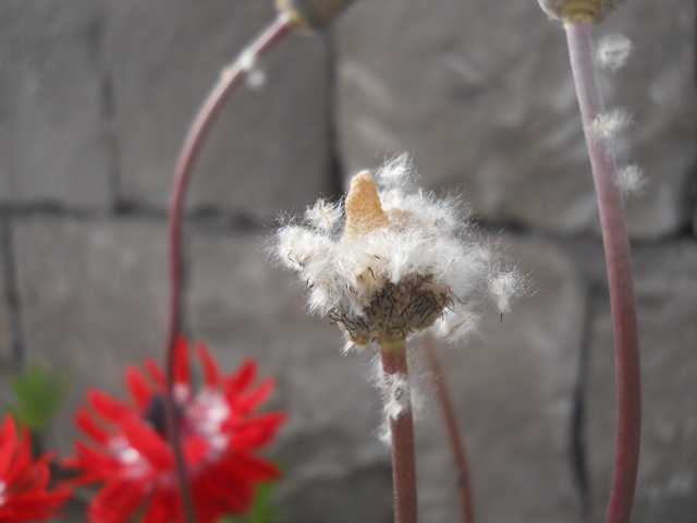 Name:  DSCN6393.JPG
Views: 973
Size:  64.9 KB