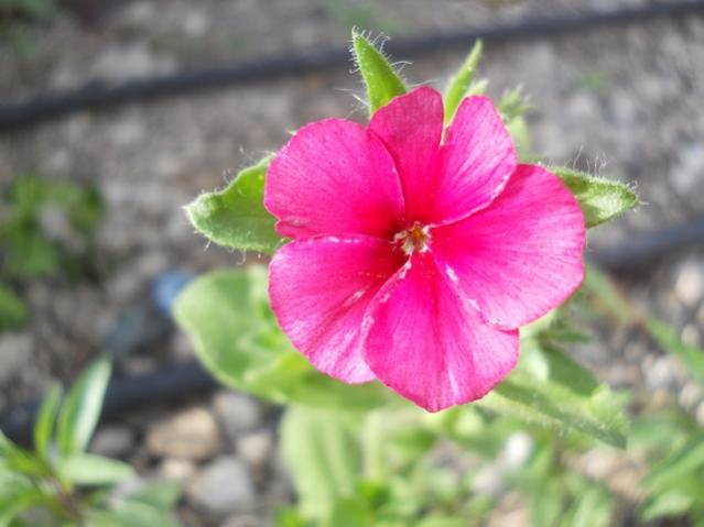 Name:  DSCN6394.jpg
Views: 1021
Size:  34.3 KB