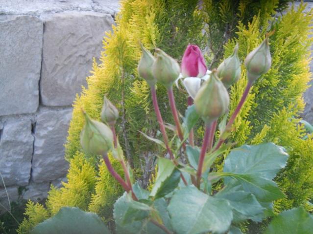 Name:  DSCN6409.jpg
Views: 890
Size:  54.1 KB