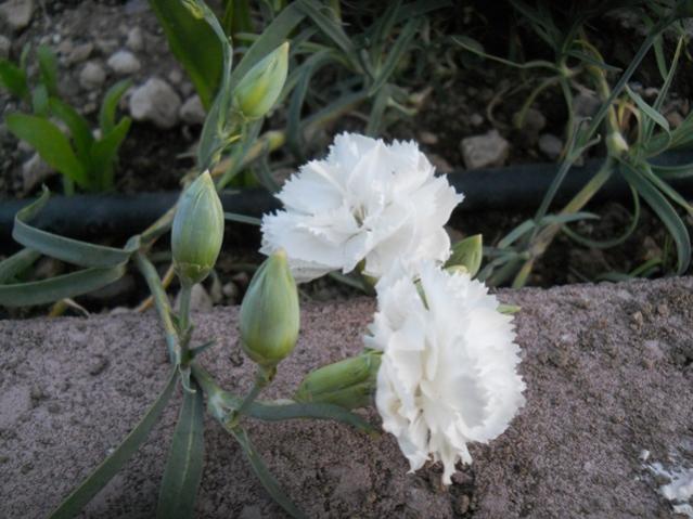 Name:  DSCN6411.jpg
Views: 1229
Size:  47.4 KB