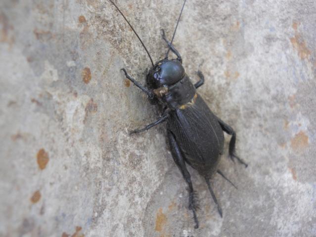 Name:  DSCN6391.jpg
Views: 3774
Size:  39.8 KB