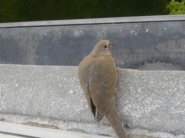 Name:  DSCN6414.jpg
Views: 879
Size:  43.0 KB