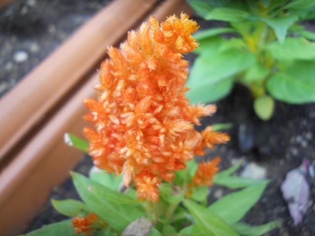 Name:  DSCN6426.jpg
Views: 903
Size:  34.7 KB