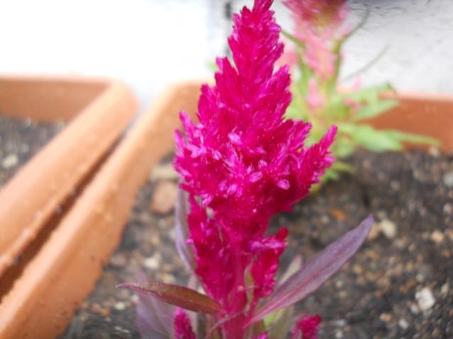 Name:  DSCN6428.jpg
Views: 985
Size:  32.8 KB