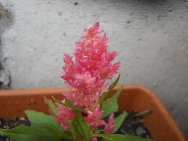Name:  DSCN6429.jpg
Views: 931
Size:  27.9 KB