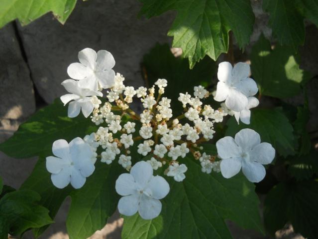 Name:  DSCN6456.jpg
Views: 939
Size:  37.2 KB