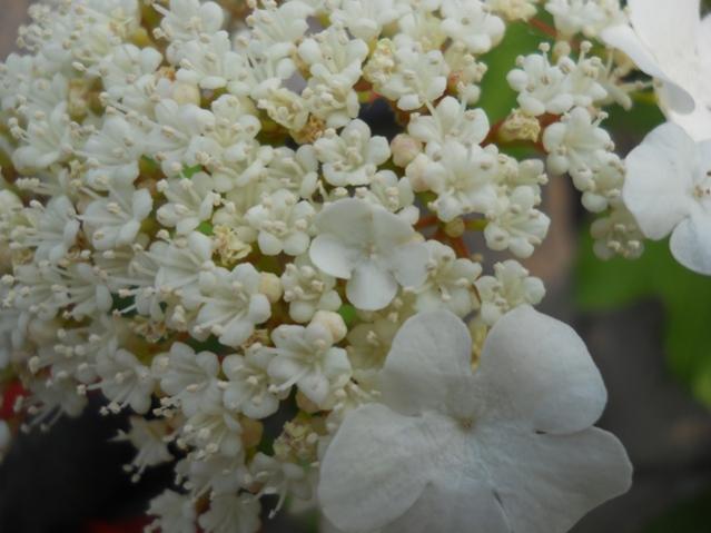 Name:  DSCN6457.jpg
Views: 870
Size:  37.8 KB