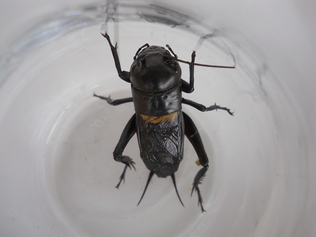 Name:  DSCN6493.JPG
Views: 832
Size:  57.2 KB