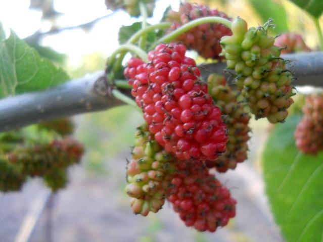 Name:  DSCN6485.jpg
Views: 774
Size:  35.2 KB