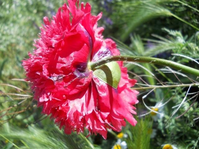 Name:  DSCN6491.jpg
Views: 749
Size:  54.7 KB