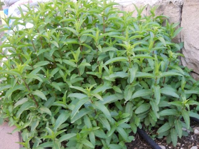 Name:  DSCN6509.jpg
Views: 783
Size:  60.3 KB